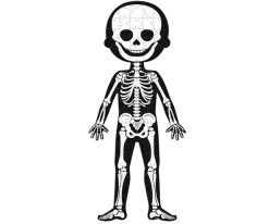 4 Puzles Educativos El Cuerpo Humano