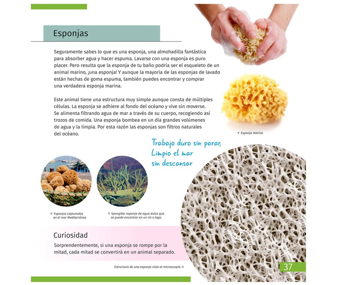 Microscopio Levenhuk LabZZ M101 Lima + Libro Educativo